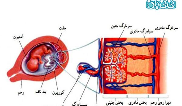 عکس داخل ناف انسان
