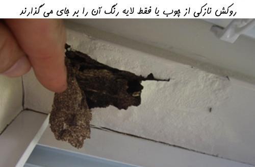 عکس از داخل لانه مورچه ها