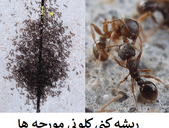 عکس از داخل لانه مورچه ها