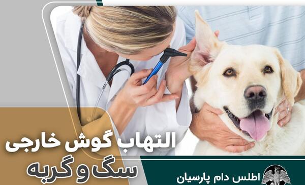عکس داخل گوش گربه