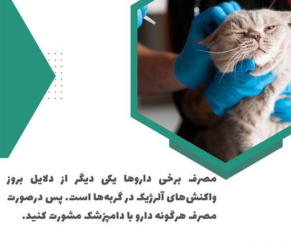عکس داخل گوش گربه