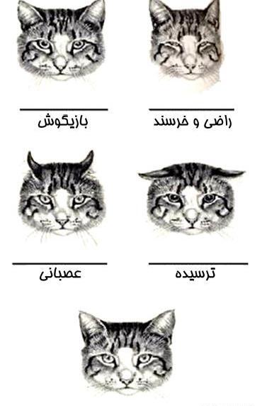 عکس داخل گوش گربه