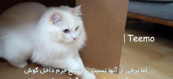 عکس داخل گوش گربه