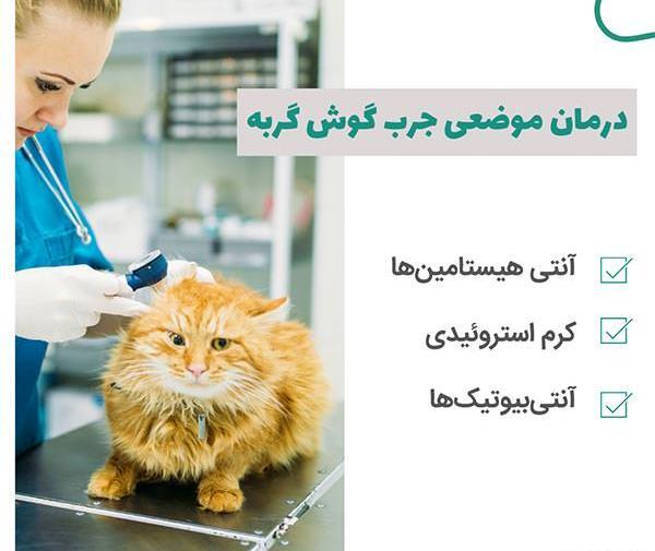 عکس داخل گوش گربه