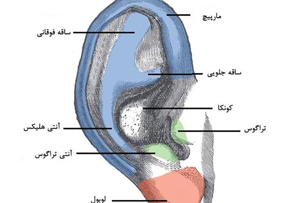 عکس از داخل گوش انسان