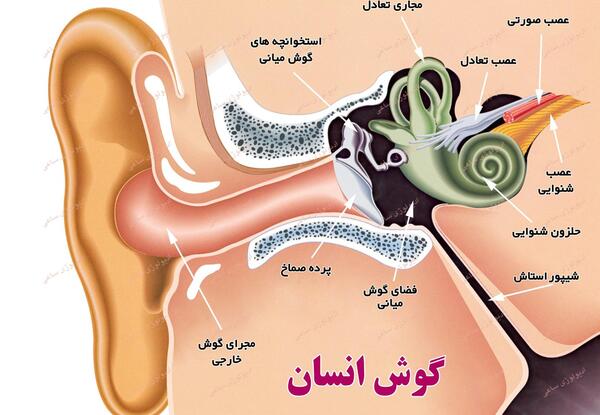 عکس از داخل گوش انسان