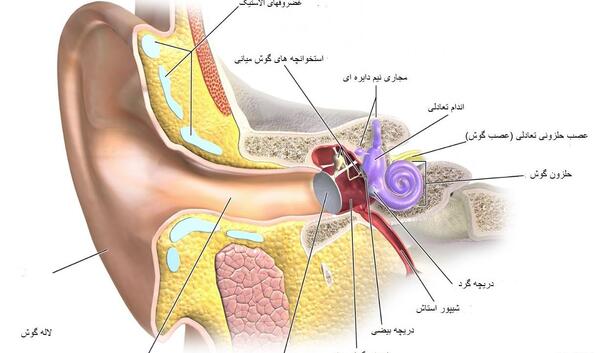 عکس از داخل گوش انسان