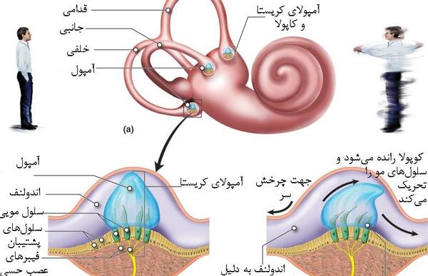 عکس از داخل گوش انسان