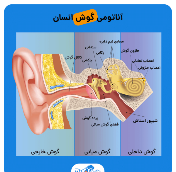 عکس از داخل گوش انسان