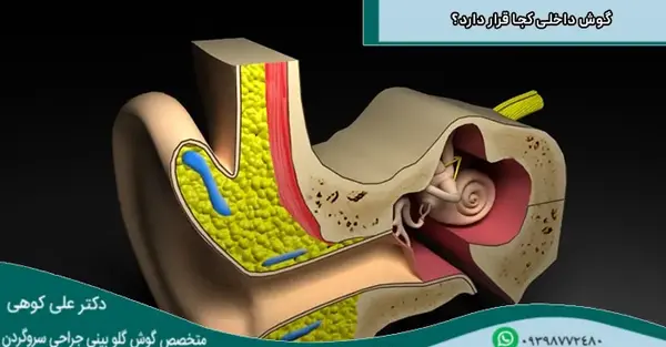 عکس از داخل گوش انسان