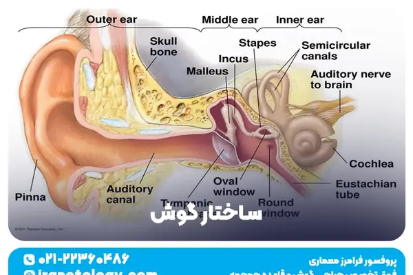 عکس از داخل گوش انسان