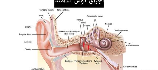 عکس از داخل گوش انسان