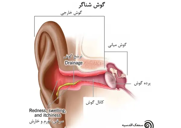 عکس از داخل گوش انسان