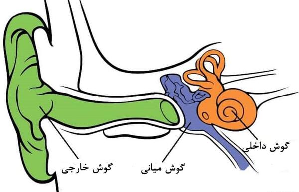 عکس از داخل گوش انسان