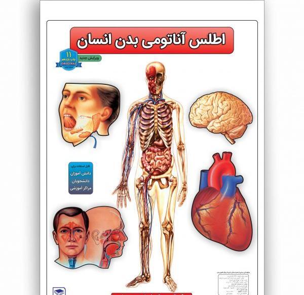 عکس اعضای داخل شکم انسان