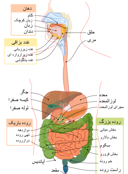 عکس اعضای داخل شکم انسان