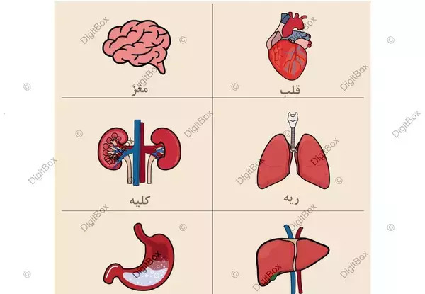 عکس اعضای داخل شکم انسان