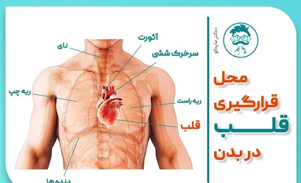 عکس اعضای داخل شکم انسان