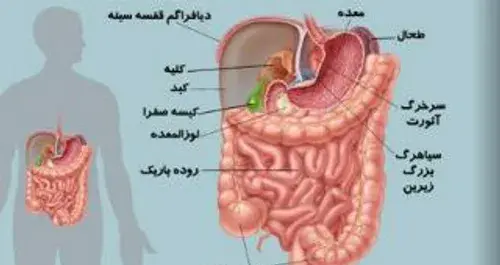 عکس اعضای داخل شکم انسان