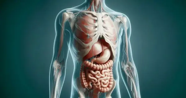 عکس اعضای داخل شکم انسان