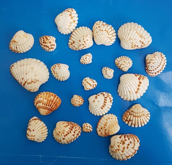عکس موجود داخل صدف