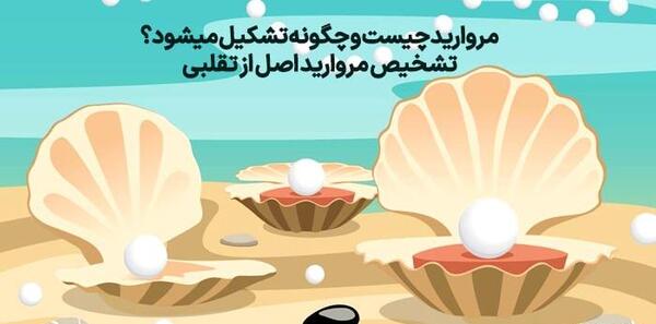 عکس موجود داخل صدف