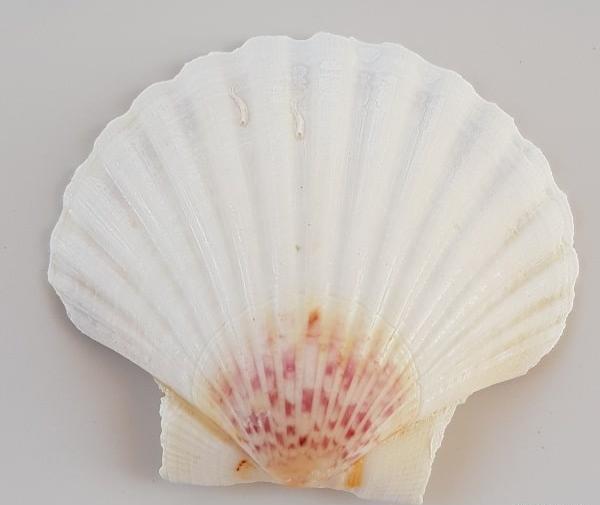 عکس موجود داخل صدف