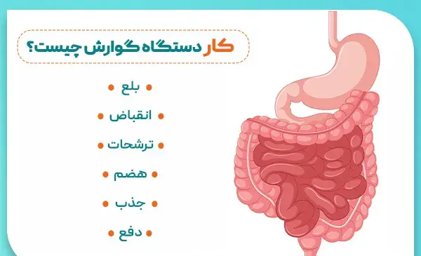 عکس از داخل شکم انسان