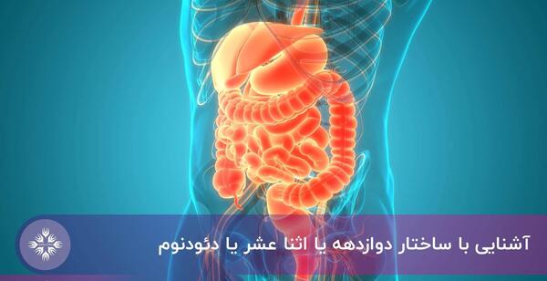 عکس کامل داخل شکم انسان