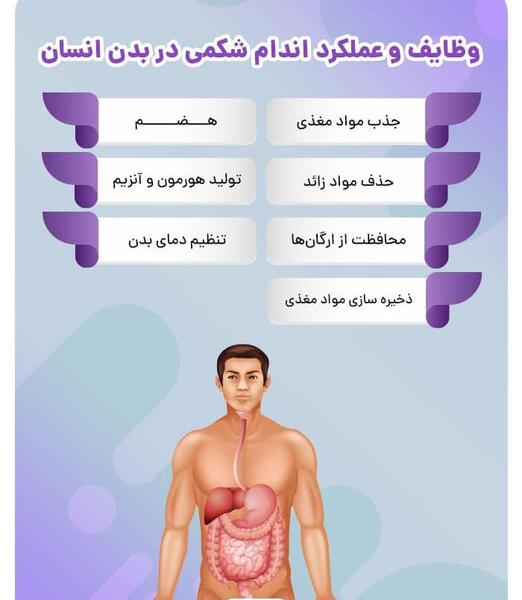 عکس اجزای داخل شکم انسان