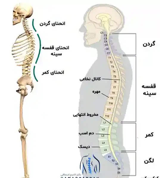 عکس اجزای داخل شکم انسان