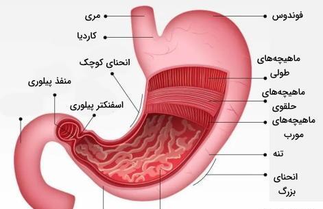 عکس اجزای داخل شکم انسان