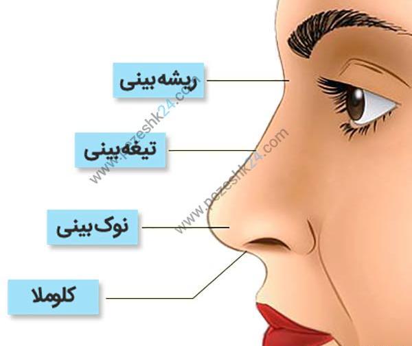 عکس های داخل دماغ