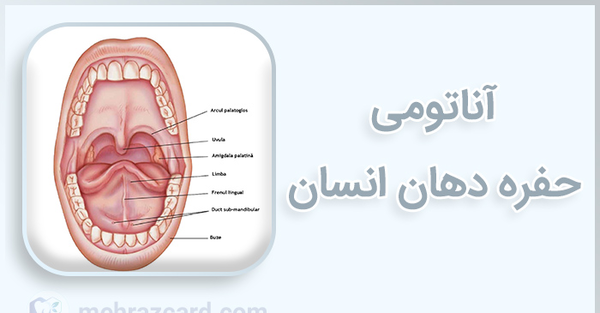 عکس داخل دهان انسان سالم