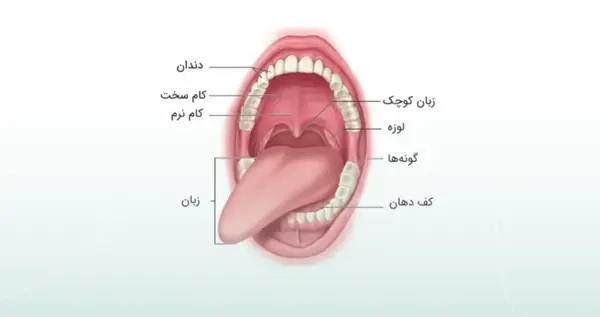 عکس داخل دهان انسان سالم