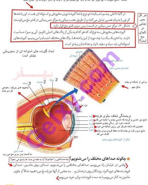 عکس داخل چشم علوم هشتم