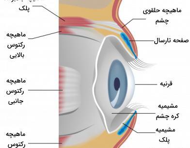عکس داخل چشم علوم هشتم