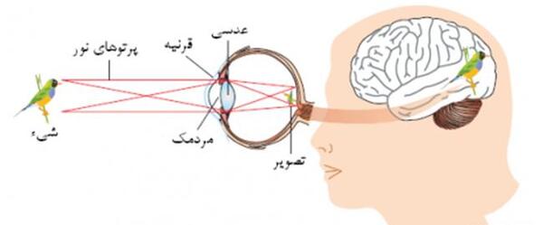 عکس داخل چشم علوم هشتم