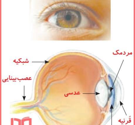 عکس داخل چشم علوم هشتم