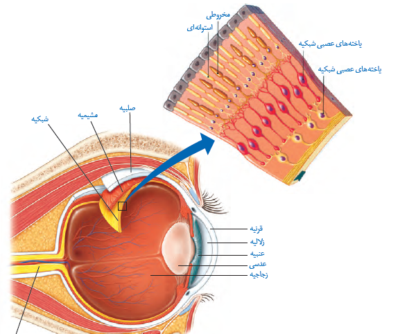 عکس داخل چشم علوم هشتم