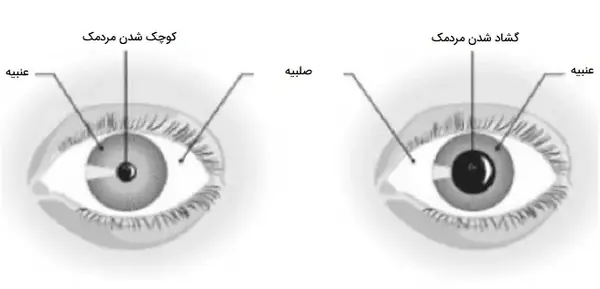 عکس داخل چشم نقاشی