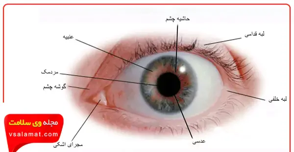 عکس از داخل چشم انسان