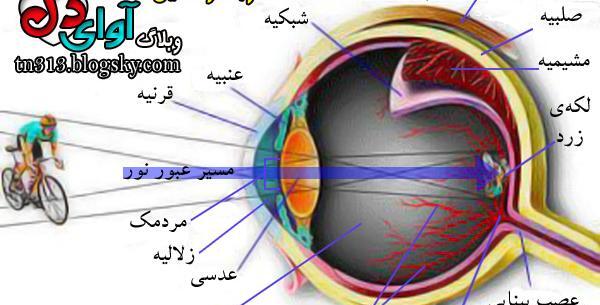 عکس از داخل چشم انسان