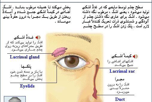 عکس از داخل چشم انسان
