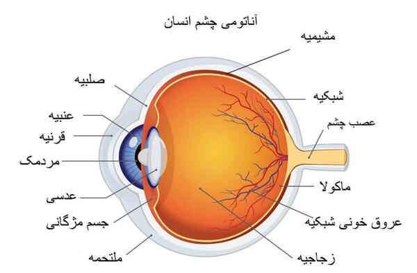 عکس از داخل چشم انسان
