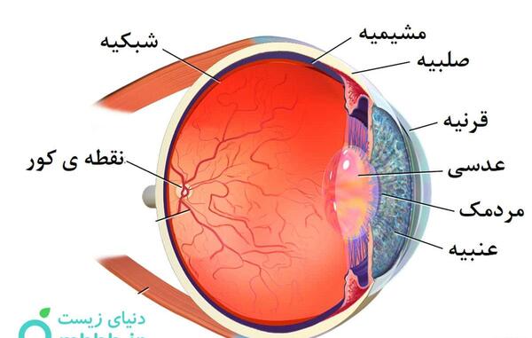 عکس از داخل چشم انسان