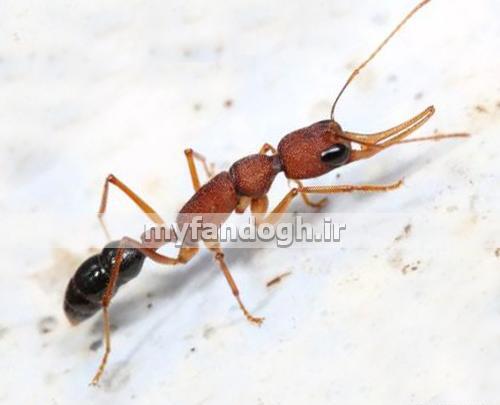 عکس های ملکه ی مورچه ها