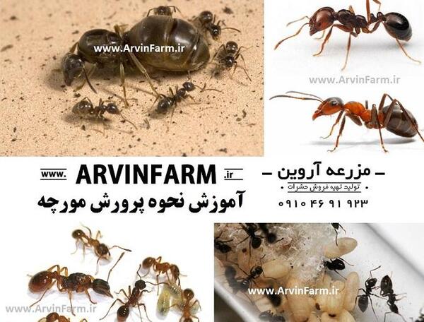 عکس های ملکه ی مورچه ها