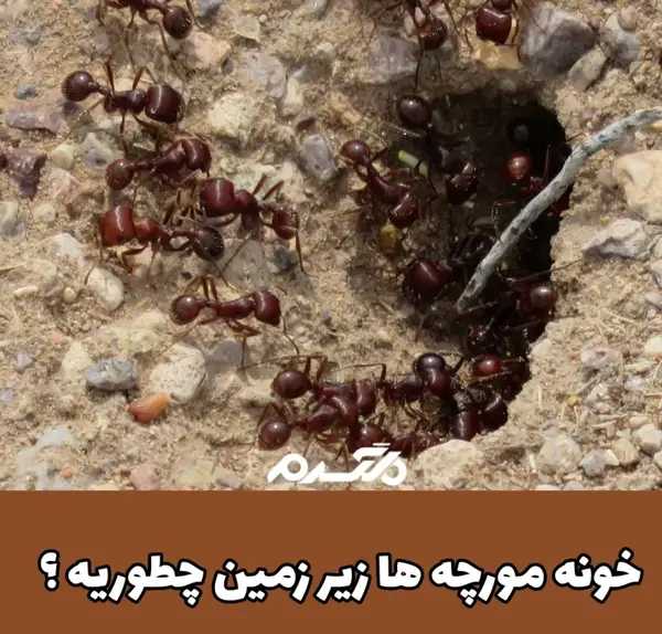عکس های ملکه ی مورچه ها