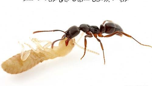 عکس های ملکه ی مورچه ها
